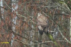 Buse variable